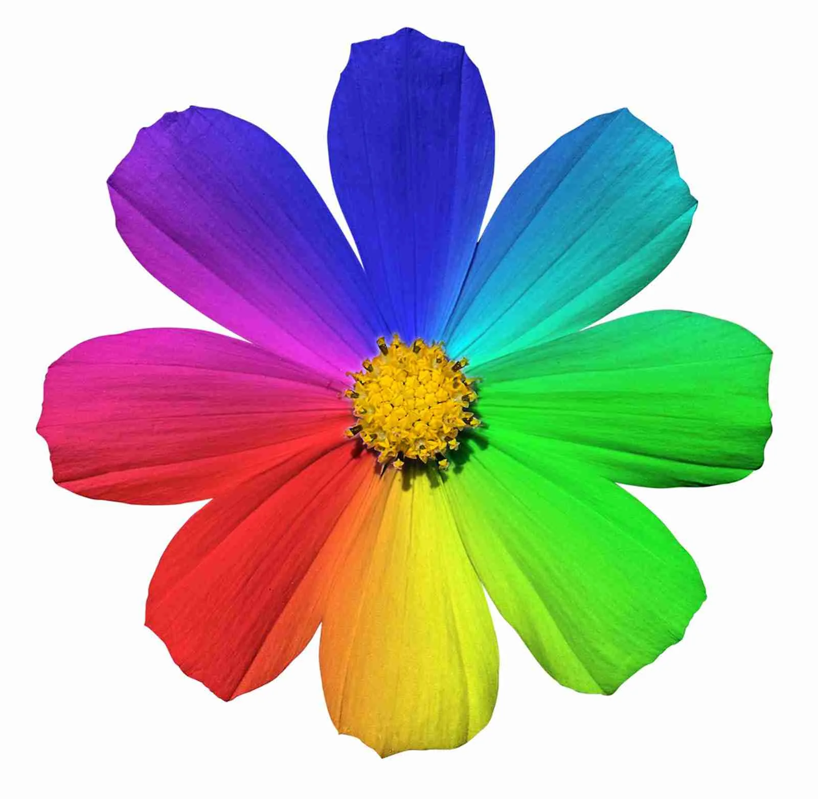 Testing Website